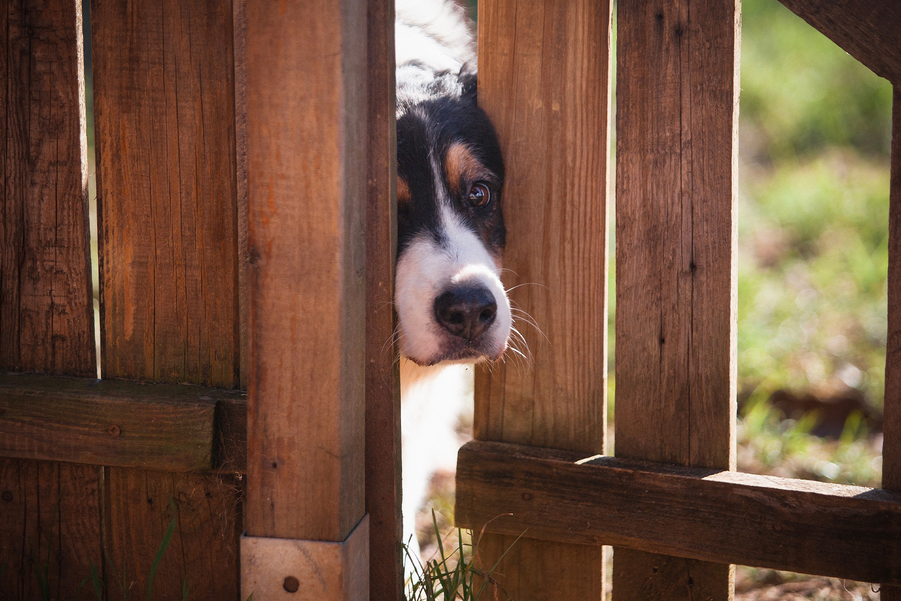 Best Fence Heights for Large Dogs