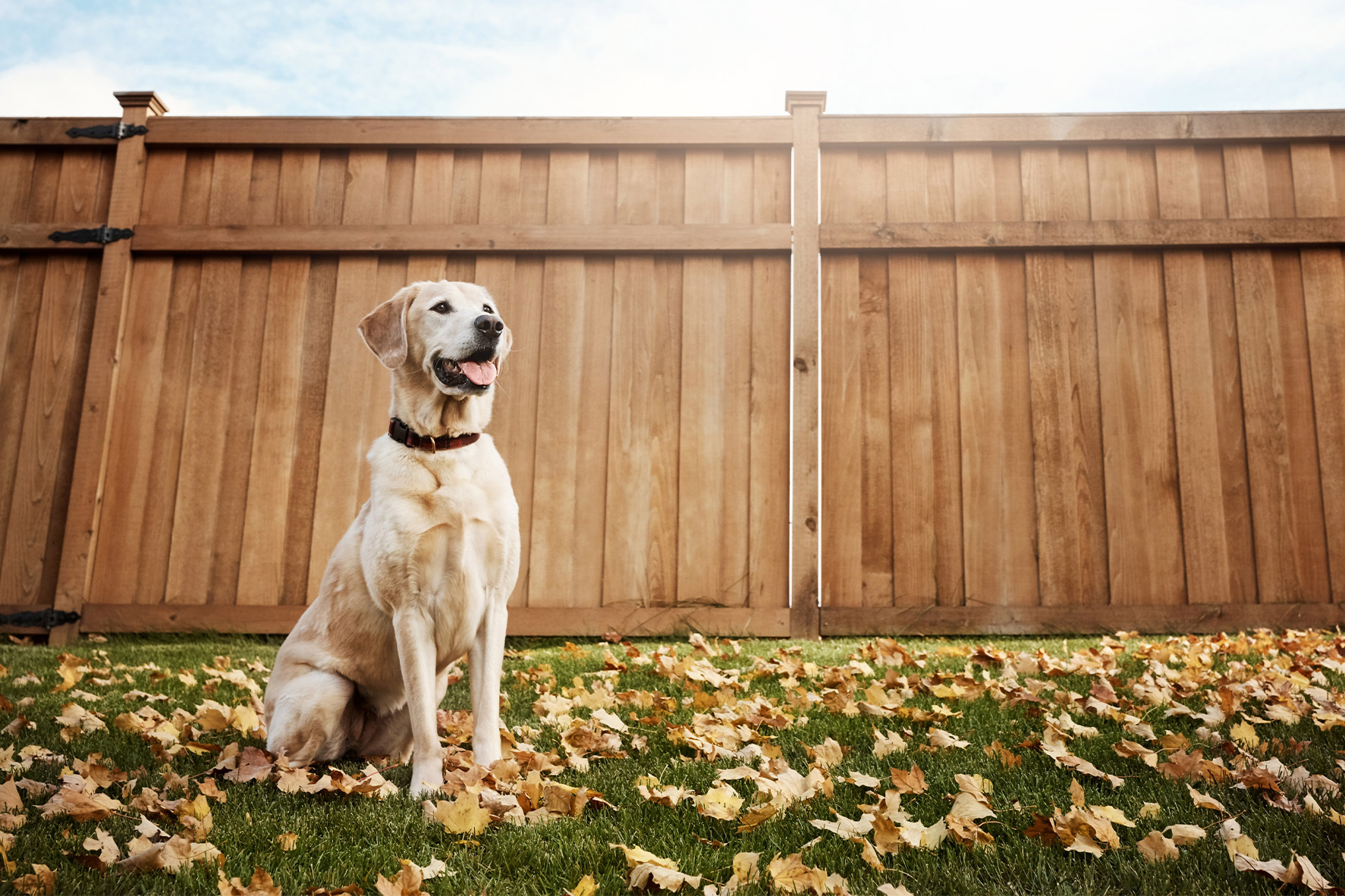 A dog sitting in the grass beside a wooden fence, illustrating considerations for large dog fence heights.