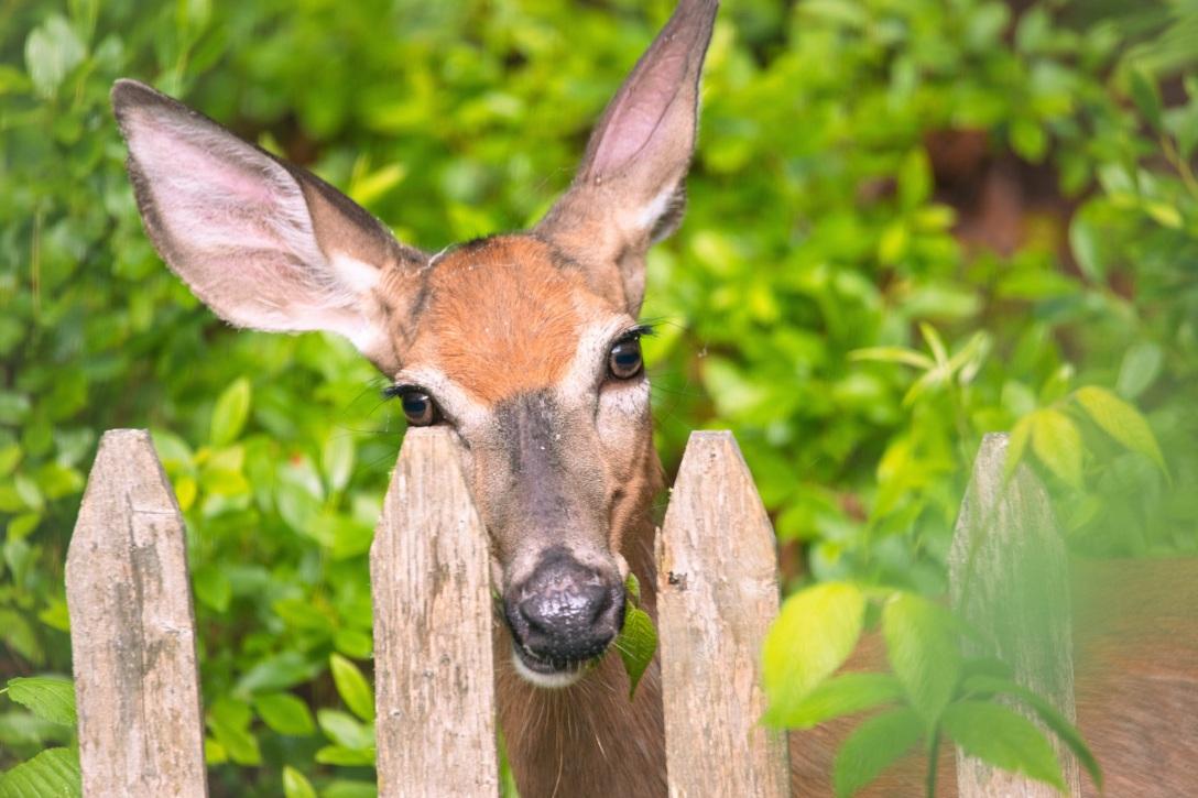 A curious deer peers through a wooden fence surrounded by lush green leaves, creating a serene and natural scene.