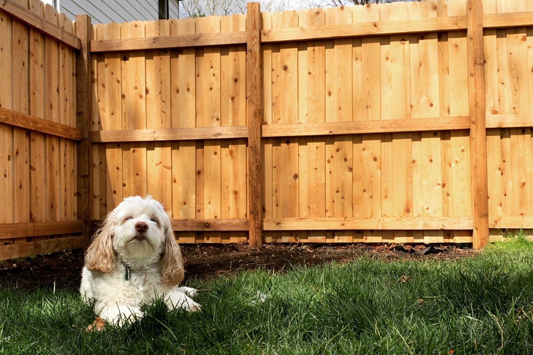 A dog rests in the grass next to a wooden fence, surrounded by a serene outdoor environment.