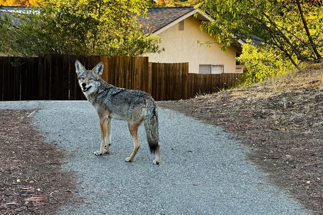 Protecting Pets & Livestock from Predators